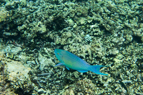 A scarus frenatus fish