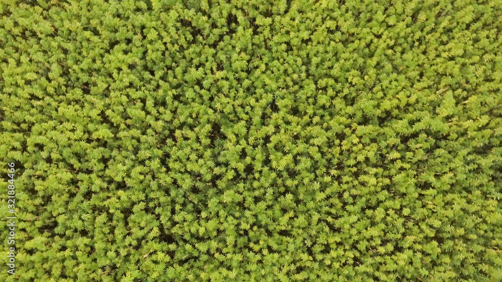 Aerial top view of a beautiful marijuana CBD hemp field Aerial top view of a beautiful marijuana CBD hemp field