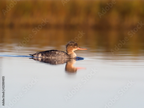 Red-breasted merganser, Mergus serrator,