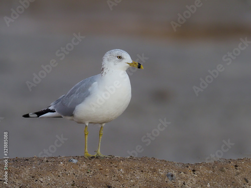Foto Ring-billed gull, Larus delawarensis