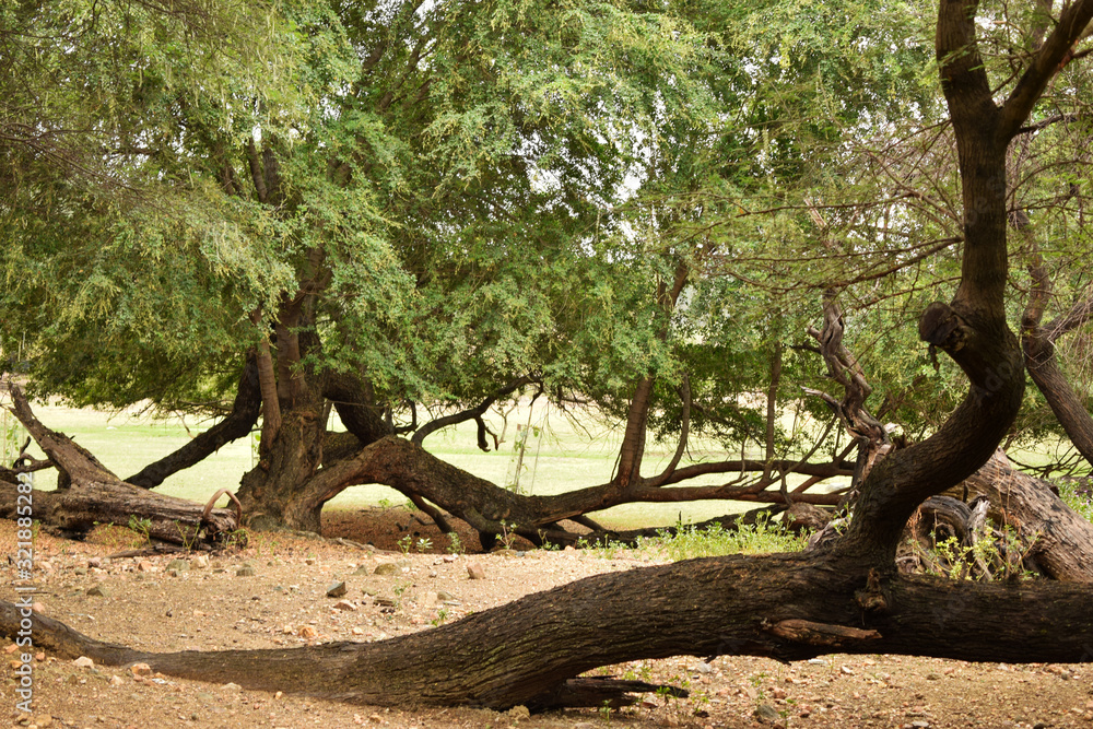 Deep Forest Jungle big trees greenery Deep Forest Jungle big trees greenery