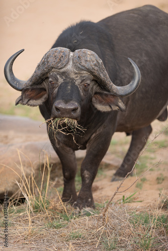 Cape buffalo  African buffalo in the wilderness