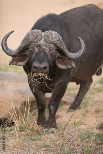 Cape buffalo, African buffalo in the wilderness © Ozkan Ozmen