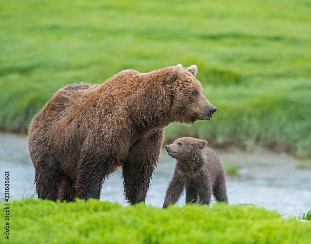 Obraz premium Brown Bear Mother and Cub McNeil River, Alaska
