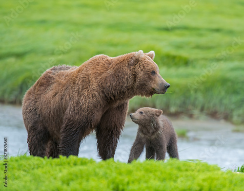 Brown Bear Mother and Cub McNeil River, Alaska
