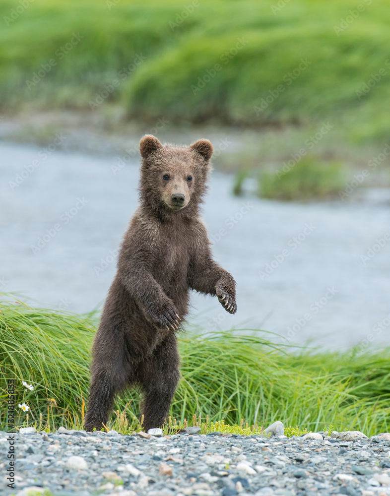 Obraz premium Brown Bear cub at McNeil River, Alaska