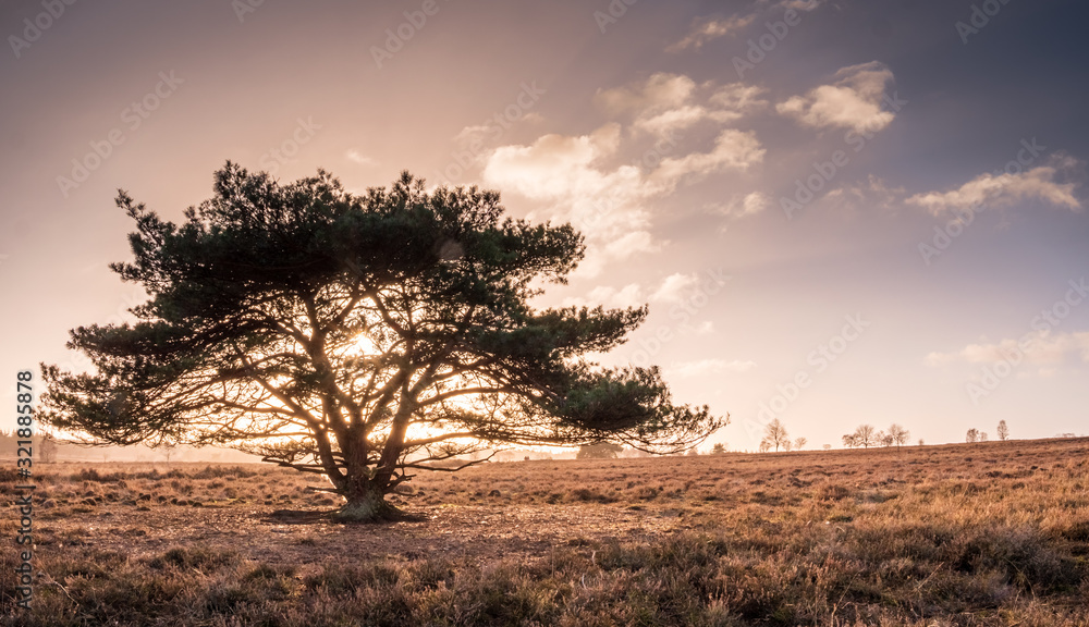 Ermelosche Heide with dry nature and huge trees Ermelosche Heide with dry nature and huge trees