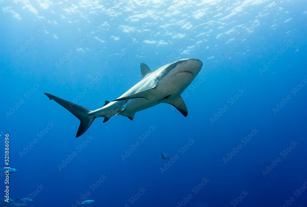 Shark Shark