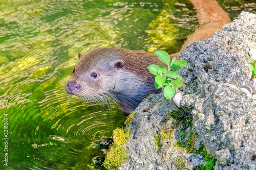 Otter in the water near a rock