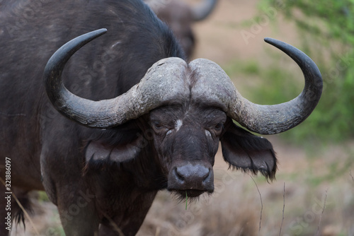 Cape buffalo, African buffalo in the wilderness