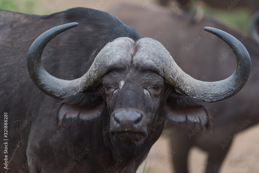 Naklejka premium Cape buffalo, African buffalo in the wilderness