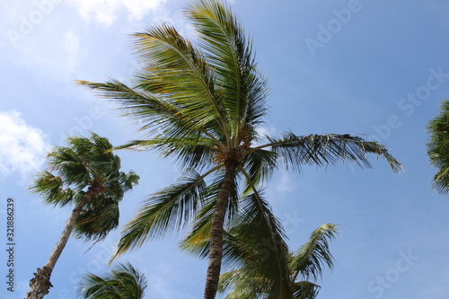 palmera 