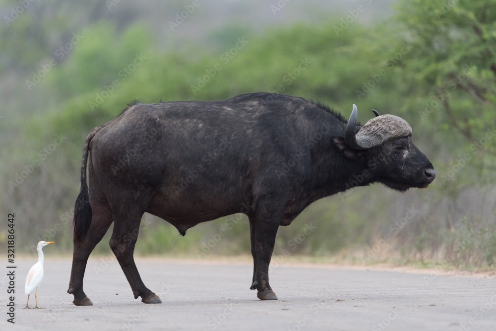 Cape buffalo, African buffalo in the wilderness Cape buffalo, African buffalo in the wilderness