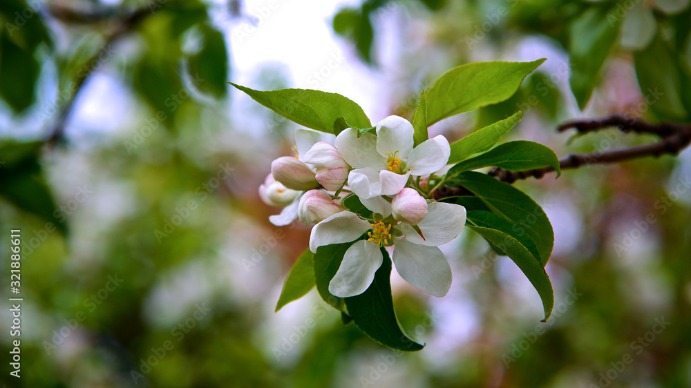 cherry blossom in the springtime cherry blossom in the springtime