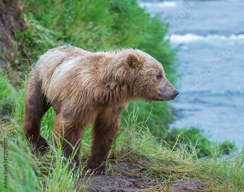 Brown Bear fishing for Salmon at McNeal River, Alaska photo