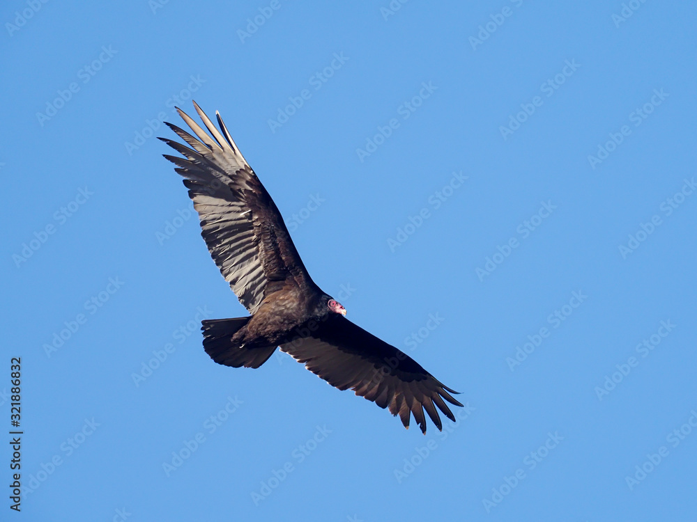 Fototapeta premium Turkey vulture, Cathartes aura