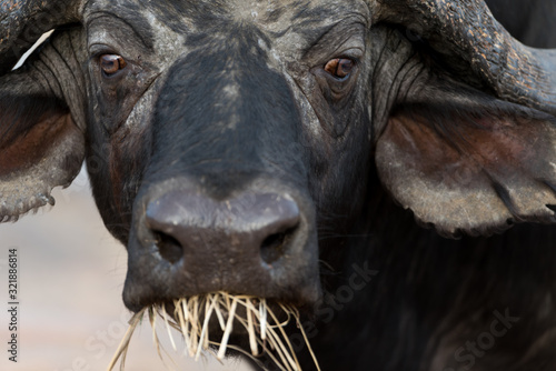 Cape buffalo, African buffalo in the wilderness