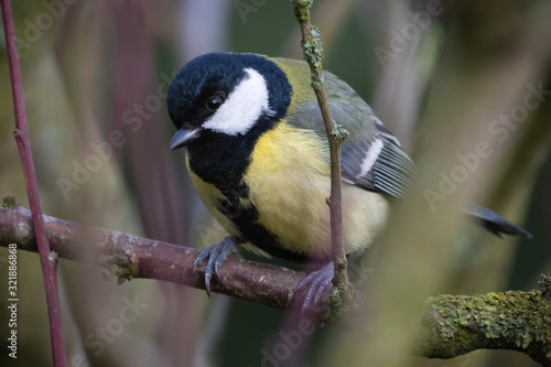 Portrait of great tit (parus major) perched on branch