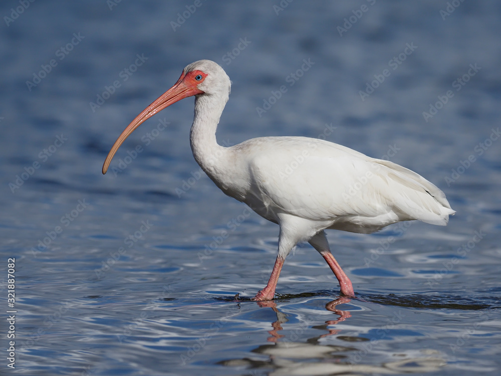 Fototapeta premium White ibis, Eudocimus albus,