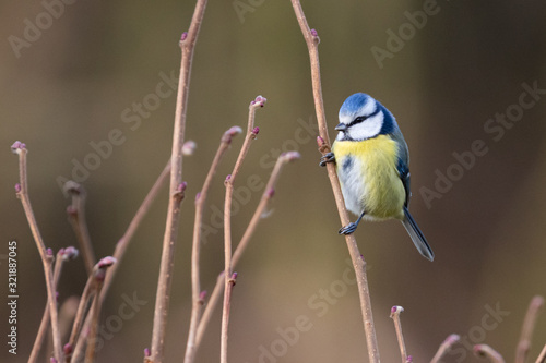 Fototapeta Eurasian blue tit perched on branch with brown background