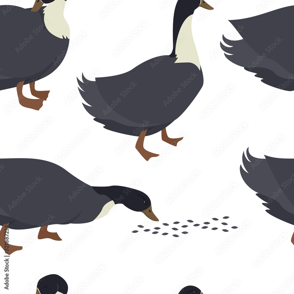 Fototapeta premium Farming today Blue swedish duck Vector illustration of a breed of domestic birds Seamless pattern
