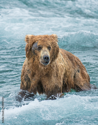 Brown Bear fishing for Salmon in Alaska