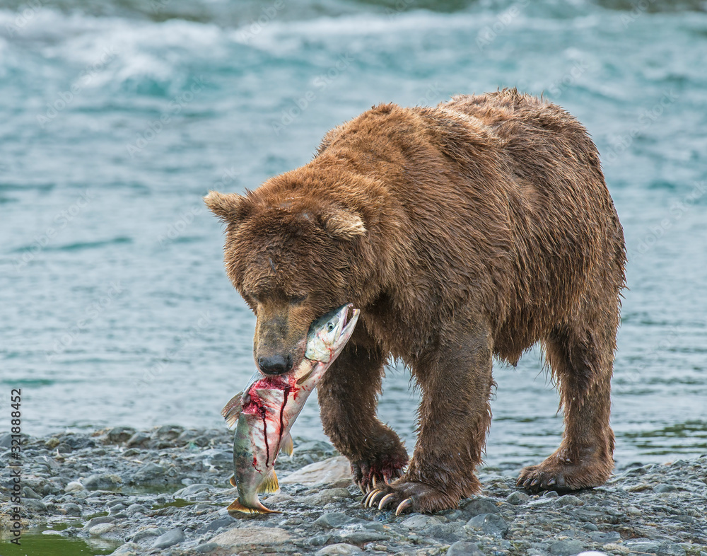 Brown Bear fishing for Salmon in Alaska Brown Bear fishing for Salmon in Alaska