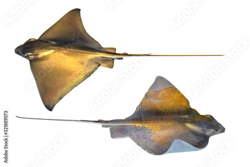 Fresh ray fish isolated on white background