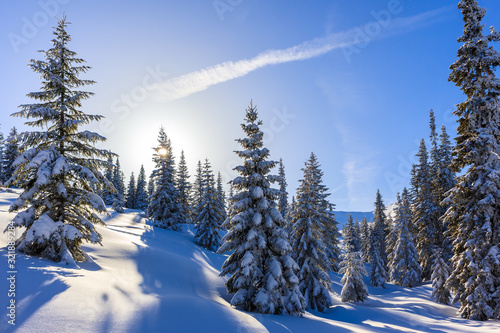 Trees in beautiful winter landscape of Gasienicowa valley after fresh snowfall, Tatra Mountains, Poland