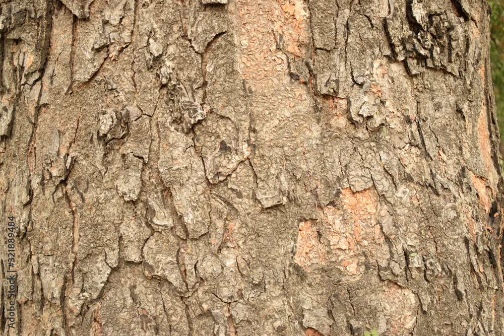 Natural Tree Bark Peeled Texture Background Image Natural Tree Bark Peeled Texture Background Image