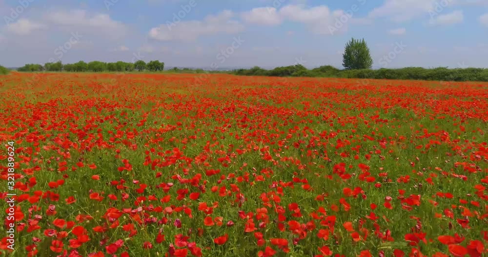 campo de amapolas en primavera, concepto flores rojas campo de amapolas en primavera, concepto flores rojas