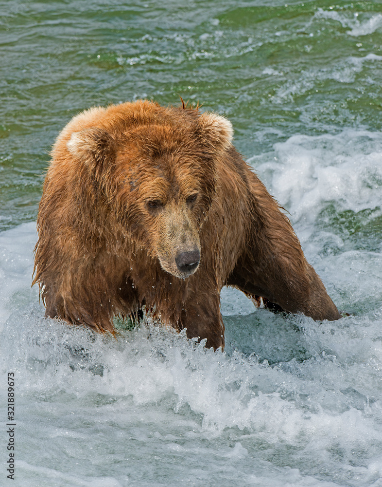 Brown Bear fishing for Salmon at McNeil River, Alaska Brown Bear fishing for Salmon at McNeil River, Alaska