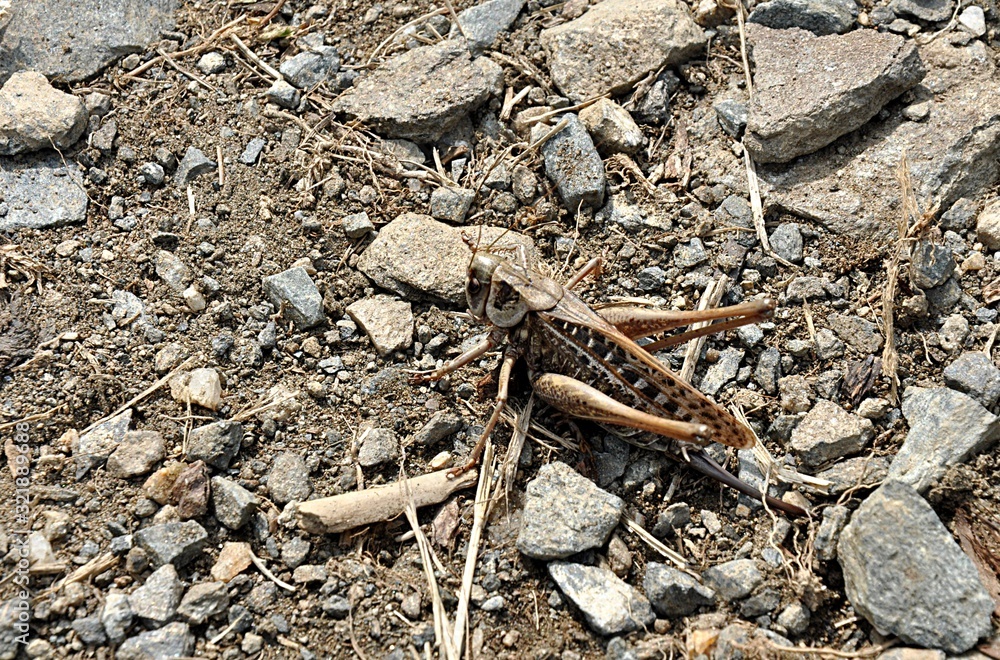 brown grasshopper brown grasshopper