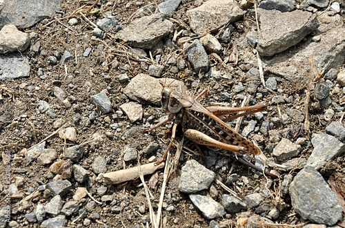 brown grasshopper © petrle
