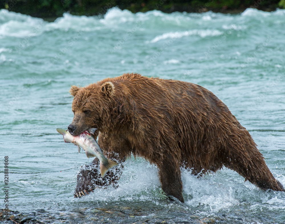 Brown Bear fishing for Salmon at McNeil River, Alaska Brown Bear fishing for Salmon at McNeil River, Alaska