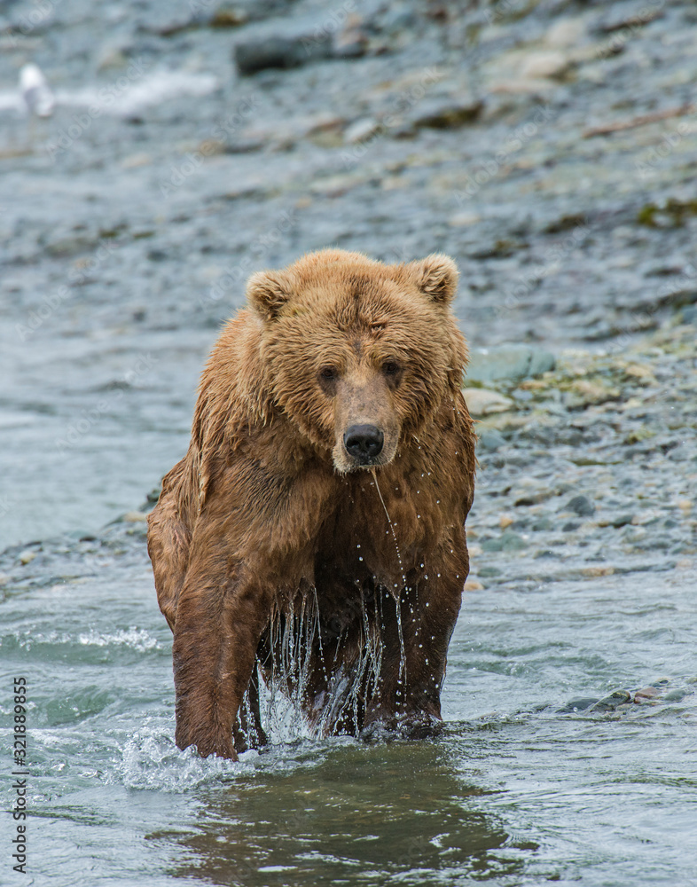 Brown Bear fishing for Salmon at McNeil River, Alaska Brown Bear fishing for Salmon at McNeil River, Alaska