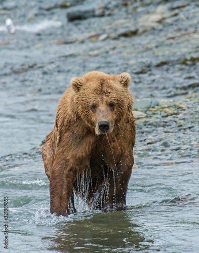 Brown Bear fishing for Salmon at McNeil River, Alaska