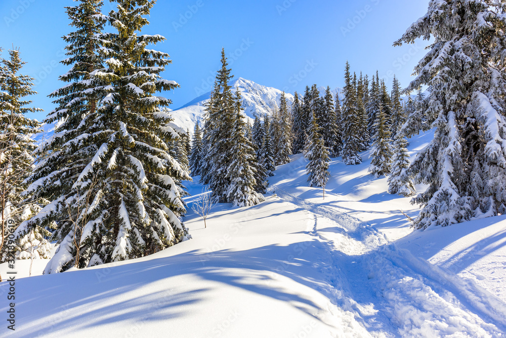 Trees in beautiful winter landscape of Gasienicowa valley after fresh snowfall, Tatra Mountains, Poland Trees in beautiful winter landscape of Gasienicowa valley after fresh snowfall, Tatra Mountains, Poland