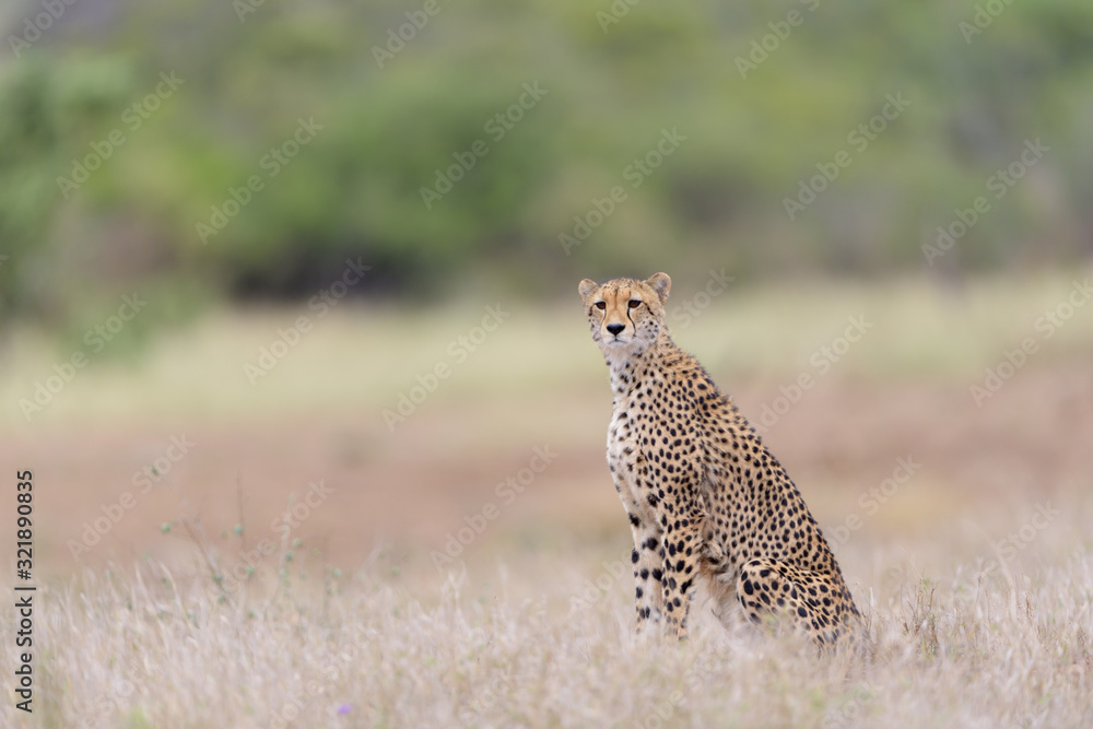 Cheetah in the wilderness of Africa, cheetah cub, cheetah mom Cheetah in the wilderness of Africa, cheetah cub, cheetah mom