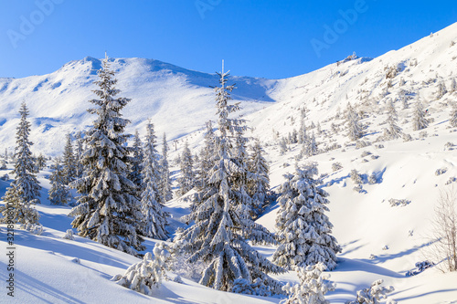 Trees in beautiful winter landscape of Gasienicowa valley after fresh snowfall, Tatra Mountains, Poland © pkazmierczak