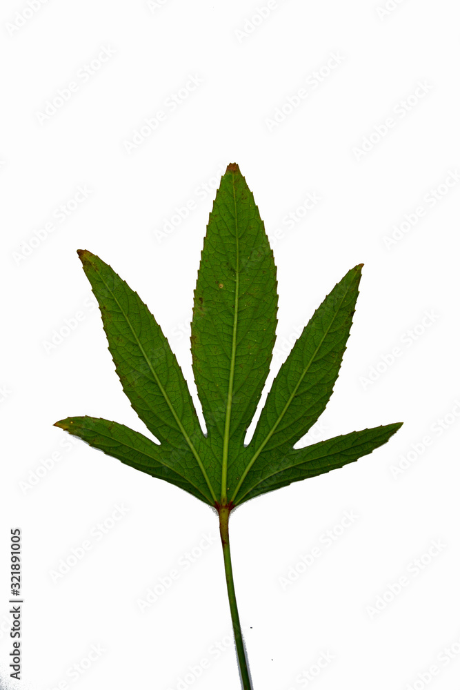 Roselle flower leaves on a white background Roselle flower leaves on a white background