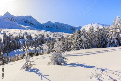 Trees in beautiful winter landscape of Gasienicowa valley after fresh snowfall, Tatra Mountains, Poland