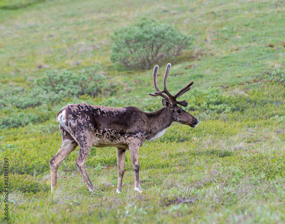 Naklejka premium Caribou in Denali