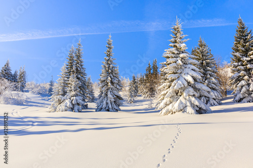 Trees in beautiful winter landscape of Gasienicowa valley after fresh snowfall, Tatra Mountains, Poland