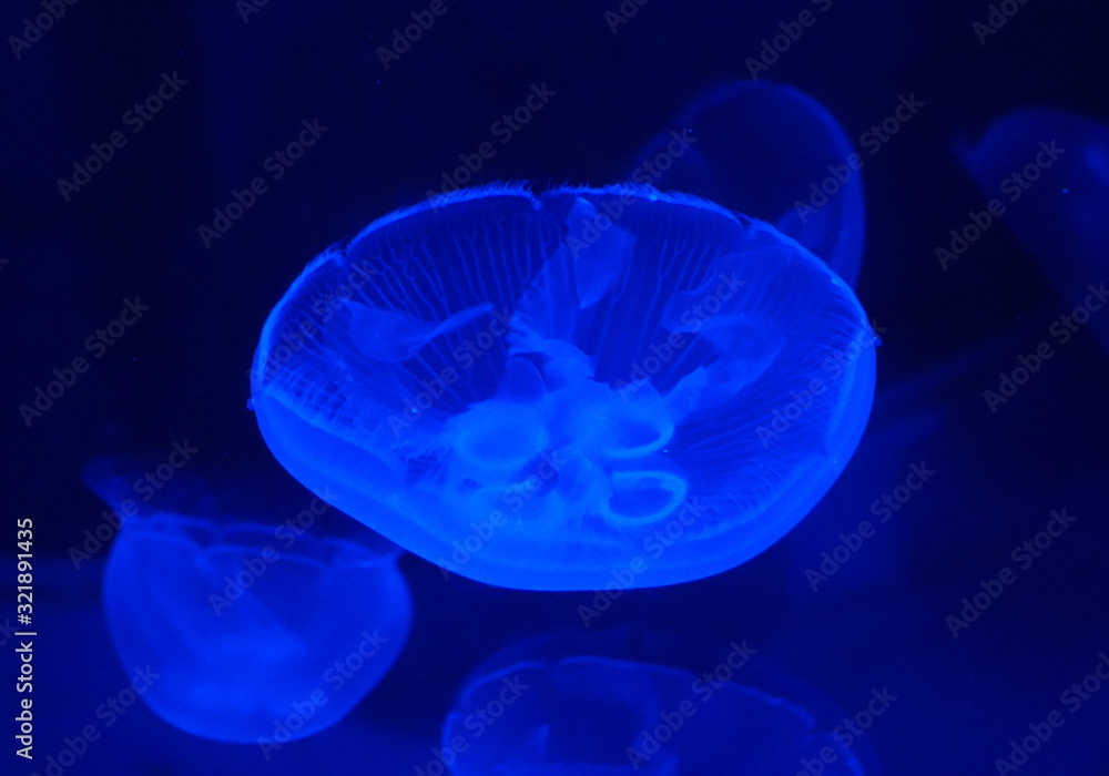 Obraz premium Close up of jellyfish inside an aquarium under the blue lights