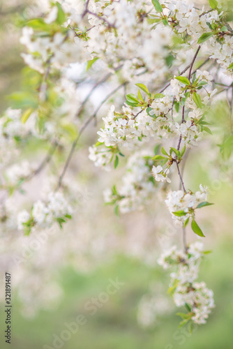 Cherry blossoms over blurred nature background. Spring flowers. Spring Background with bokeh
