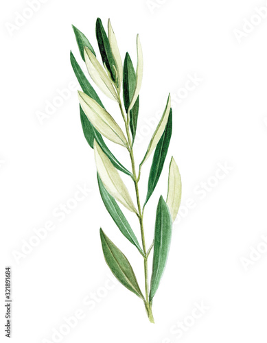  stock illustration watercolor drawing. olive branch, olive leaves. isolated on white background