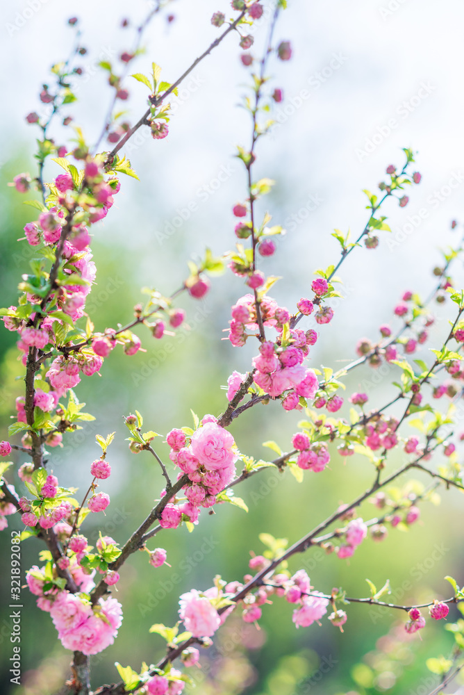 tree in pink on a background of greenery and sky tree in pink on a background of greenery and sky