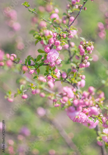 Blooming sakura tree in spring park. Pink flowers of blossoming cherry tree.