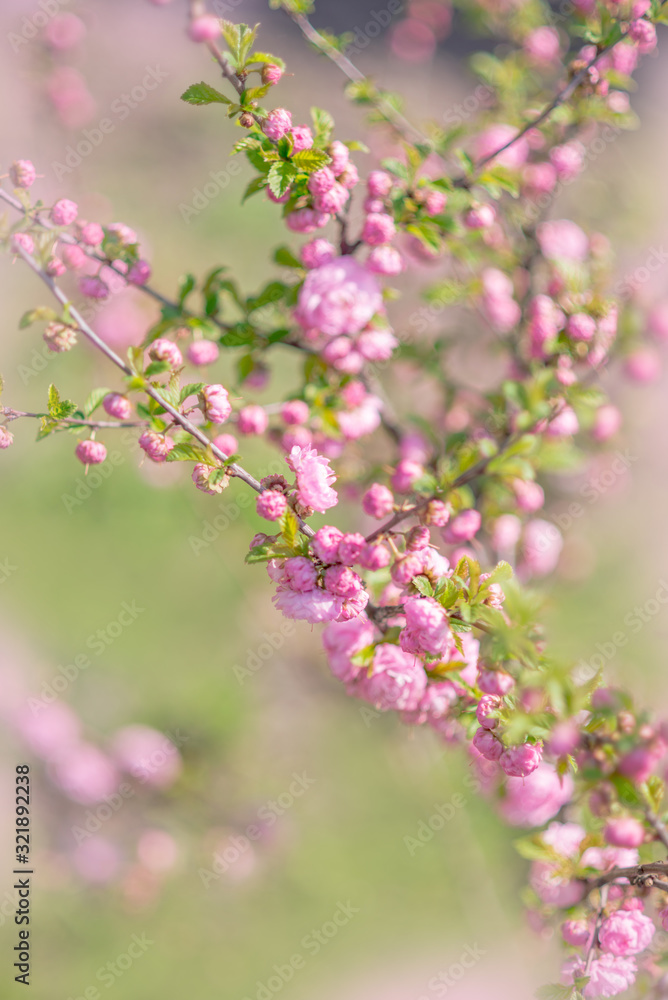 Blooming sakura tree in spring park. Pink flowers of blossoming cherry tree. Blooming sakura tree in spring park. Pink flowers of blossoming cherry tree.